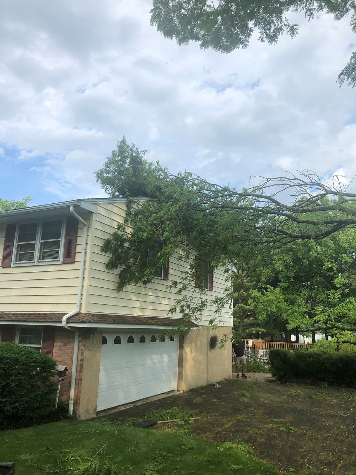 Tree Service photo 16