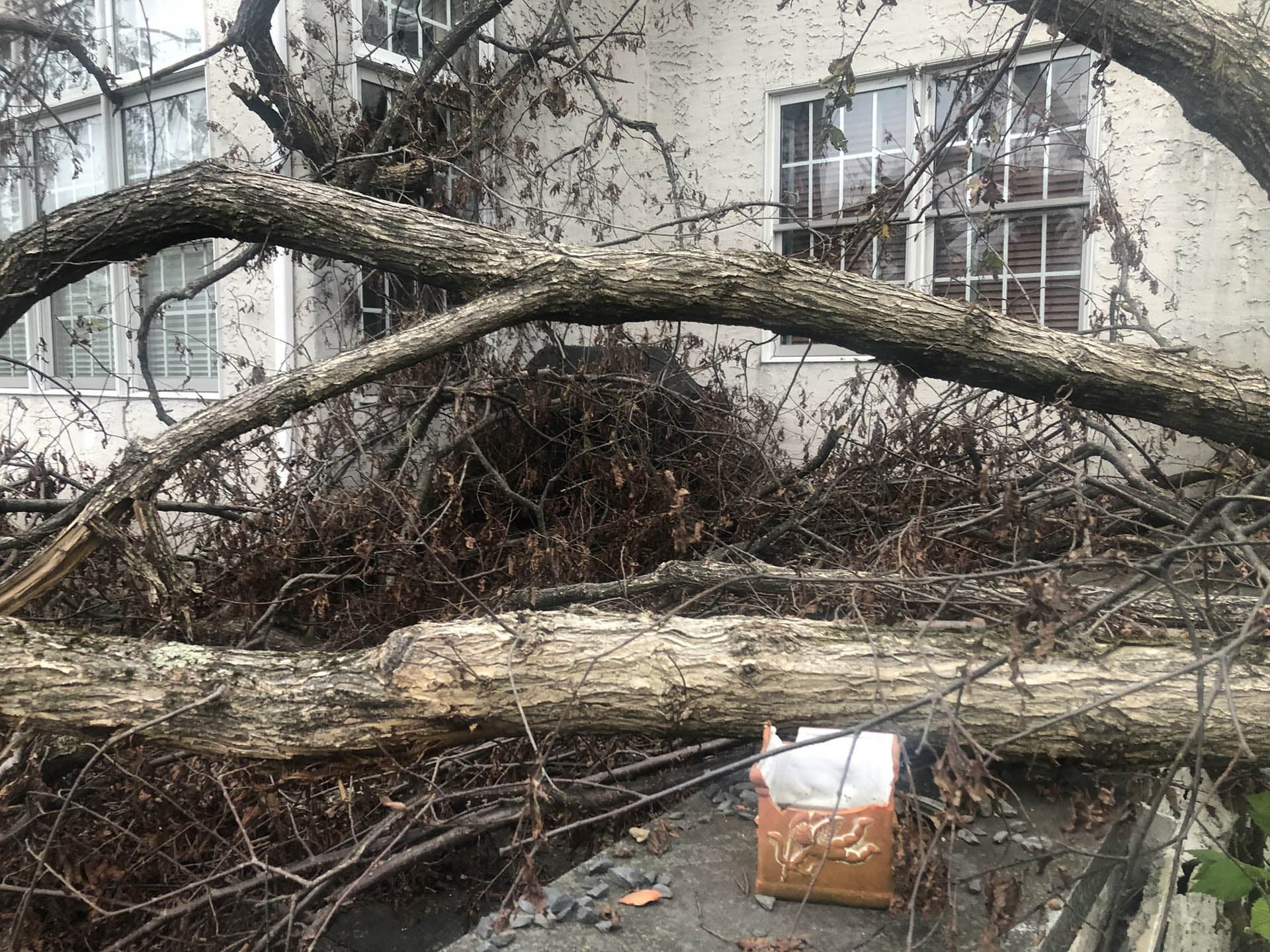 Tree Service photo 17