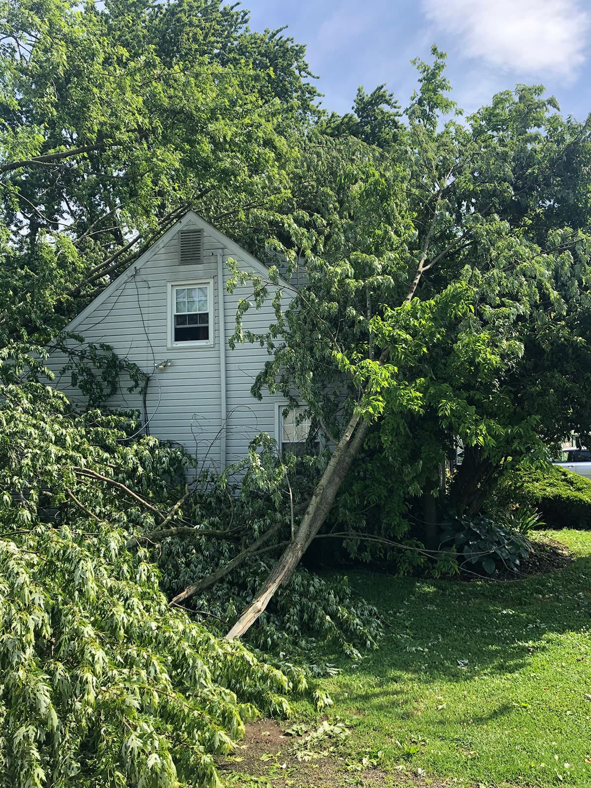 Tree Service photo 15