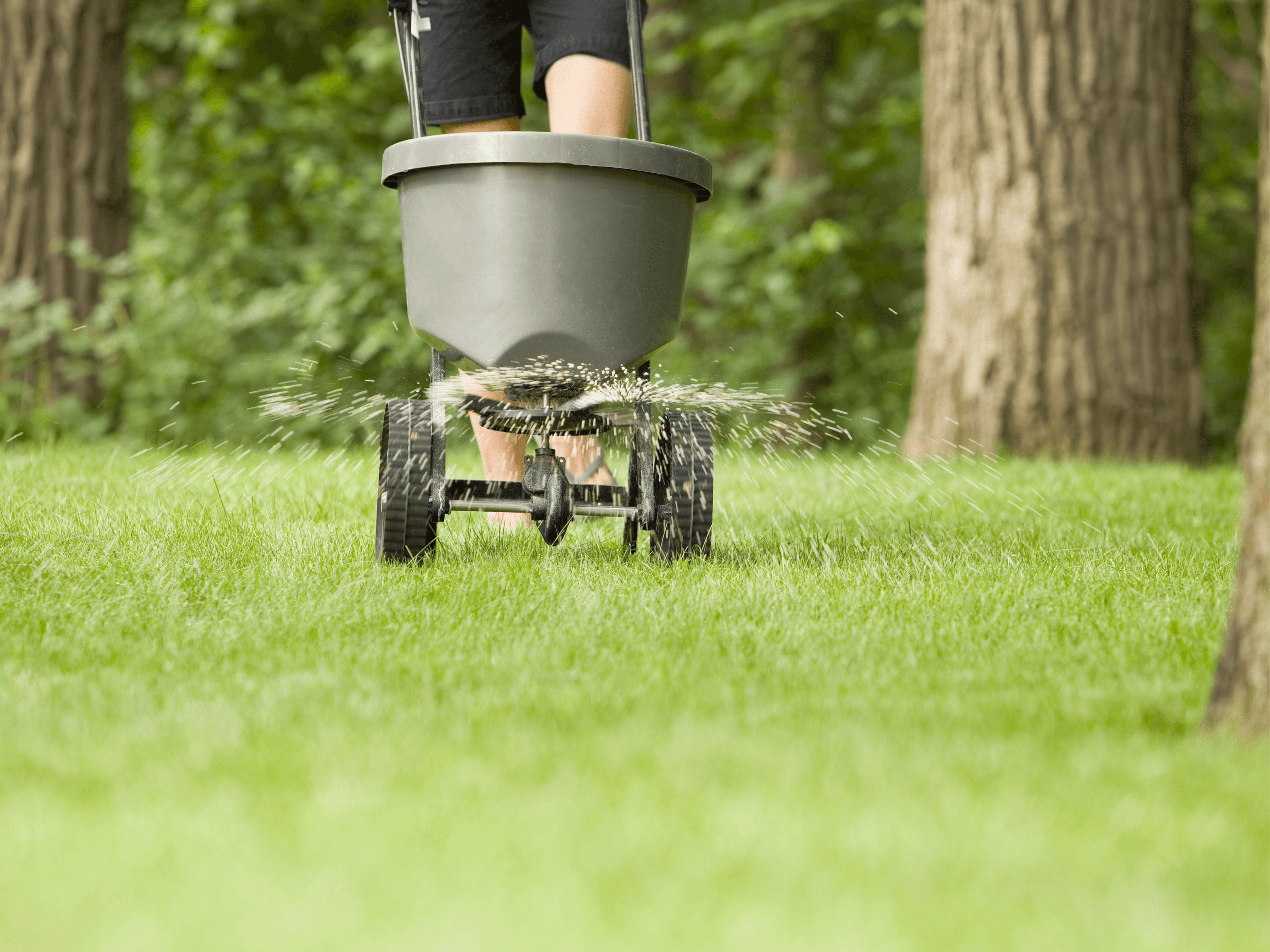 Tree Service photo 22