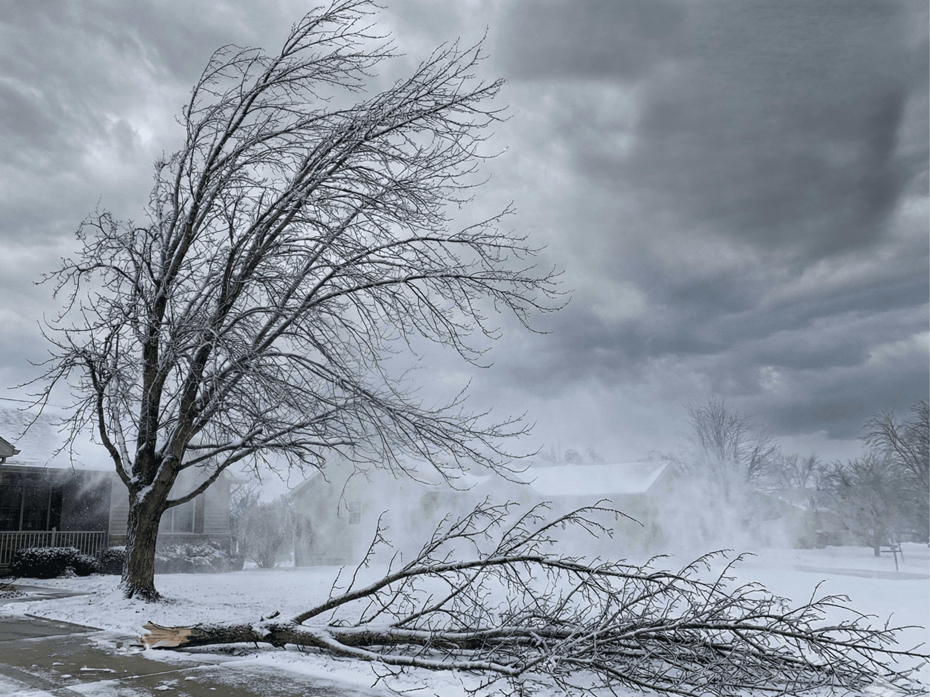Tree Service
