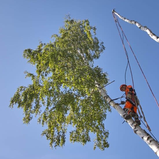 Tree Service photo 10