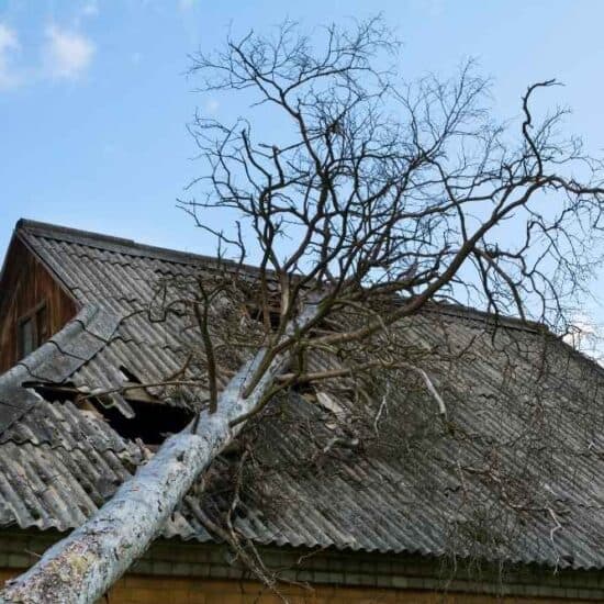 Tree Service photo 14