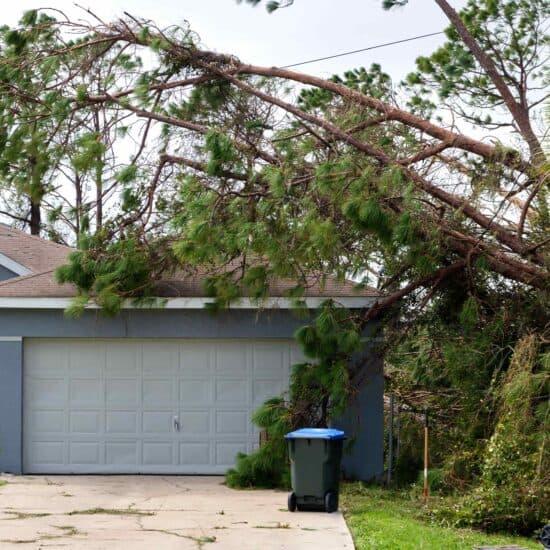 Tree Service photo 13