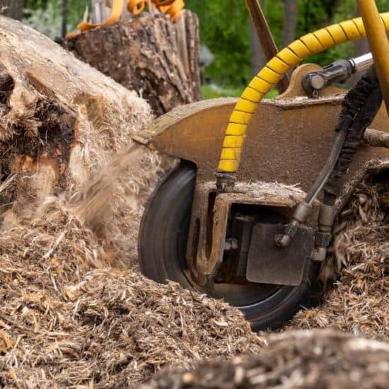 Tree Service photo 21