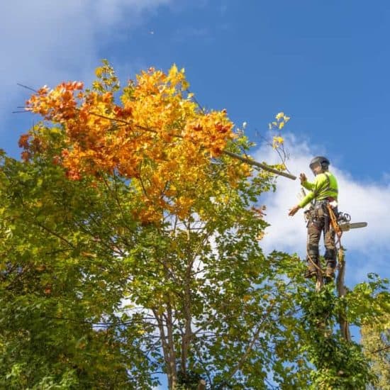 Tree Service photo 11
