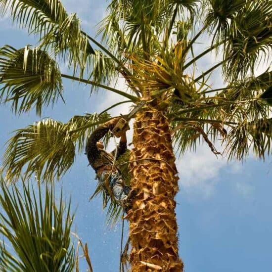 Tree Service photo 12