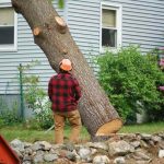 Collegeville PA affordable tree removal