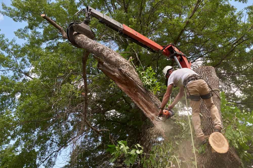 affordable tree removal Collegeville PA