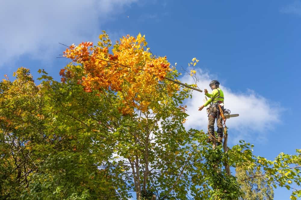 collegeville pa expert tree pruning