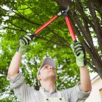 expert tree pruning collegeville pa