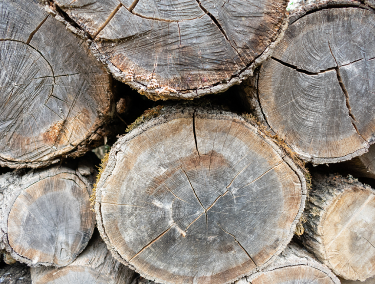 Identifying Seasoned Firewood